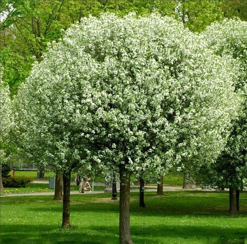Kugelkirsche umbraculifera - kugelkirsche, 'umbraculifera'