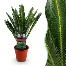Zimmerpflanze - Cycas revoluta