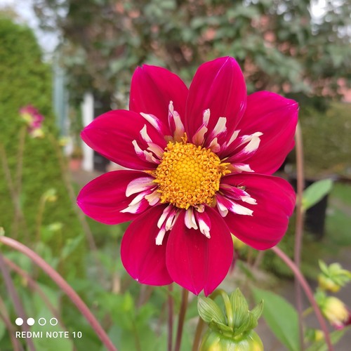 Dahlien - @,