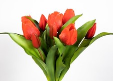 Tulpenbund Nature Real Touch