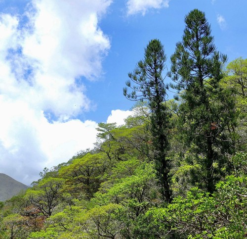 Araucaria luxurians seeds - araucaria,
