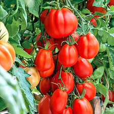 Tomatensamen - , samen)