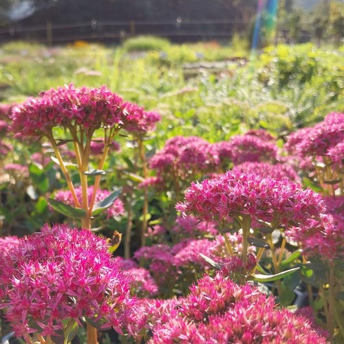 Fetthenne lisa sedum - lisa,