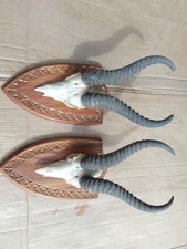 2 X Springbock Trophäe /