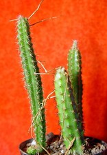 Aporocactus 10 cm groß Kaktus