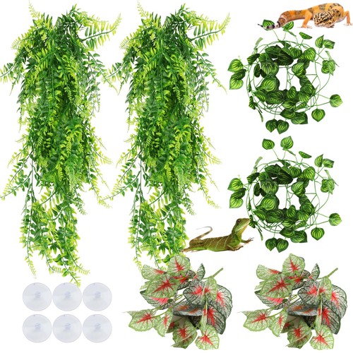 Hängepflanze terrarium - hängepflanze,