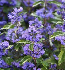 Bartblume Grand Bleu 30-40cm -