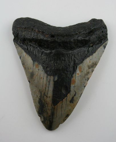 Megalodon haizahn hai - haizahn,