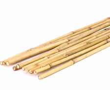 Tonkin Bambusrohr 140cm natur