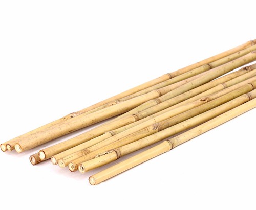 Tonkin bambusrohr 140cm natur - tonkin,