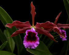 Cattleya tenebrosa