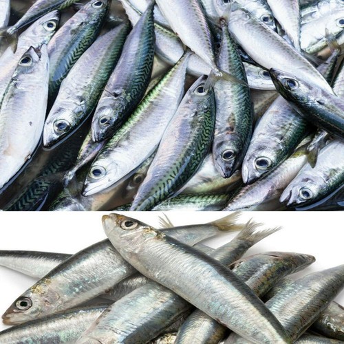 Köderfische salzwasserfische - köderfische,