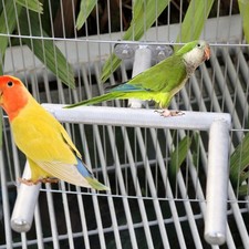 Vogel Sitzstange Vogelkäfig