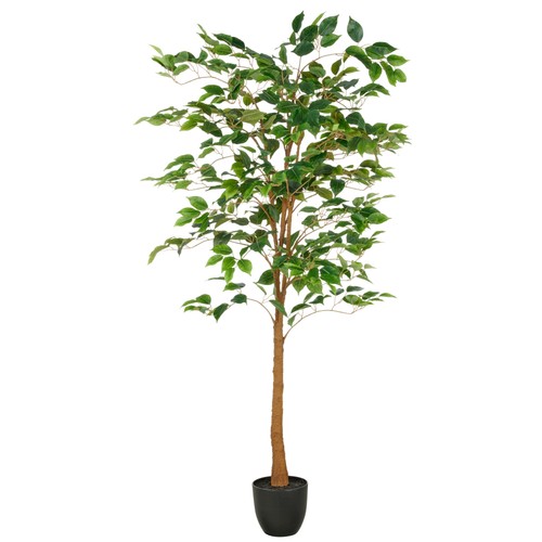 Kunstpflanze ficus benjamina - ficus,