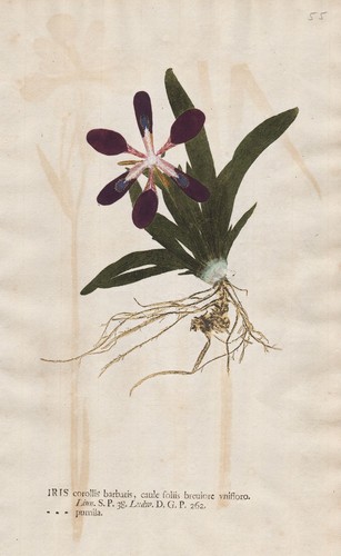 Iris pumila schwertlilien - iris,