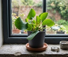 Pilea