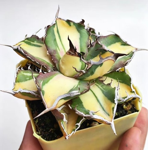 Agave titanota black - agave, “black