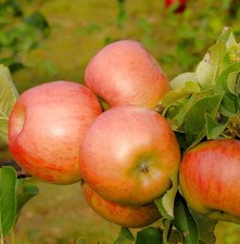 Apfelbaum Topas 60-80cm -