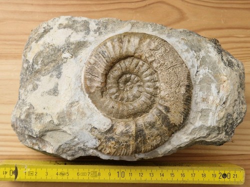 Ammonit ataxioceras - ammonit,