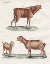 Ziege goat Agypten Egypt goats