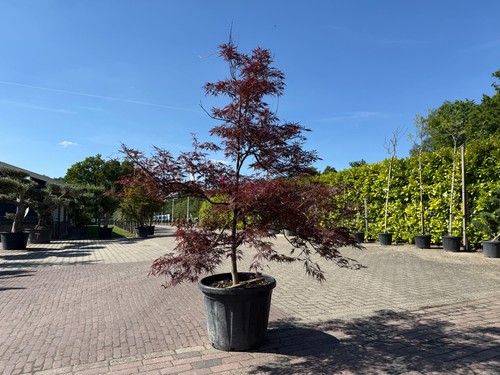 Acer palmatum dissectum - acer,