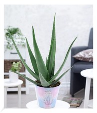 XXL Aloe Vera, 55-65 cm hoch,1