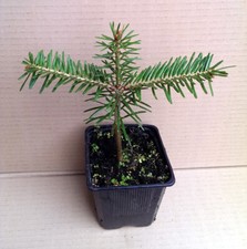 10 x Weisstanne - Abies alba im  Topf 10-13 cm