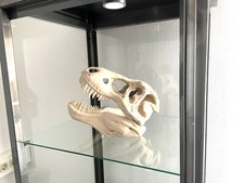 Dinosaurier Tyrannosaurus Rex