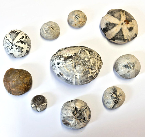 Seeigel fossilien - seeigel, 10