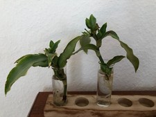 2 bewurzelte Ableger Murdannia loriformis