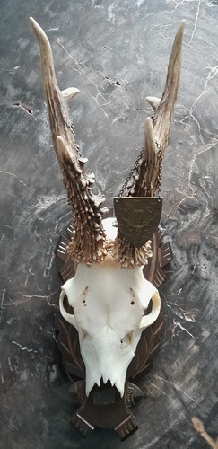 Rehbock medaille trophäe aus - rehbock,