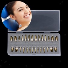 28 Stück Dental 1:1 Permanente Zähne Modell Teach Demonstration Ausrüstung Werkzeuge