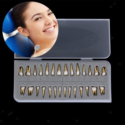 Stück dental 1 - stück,