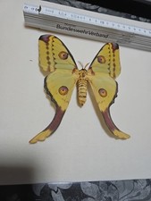 Argema Mittrei ENTOMOLOGIE, Weiblich, Madagaskar Kometenfalter