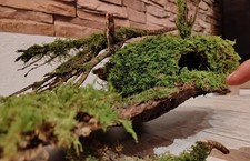 Dark Forrest Haus Spinnen