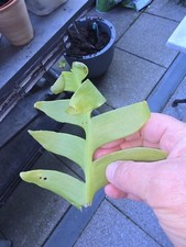 10x Epiphyllum  chrysocardium