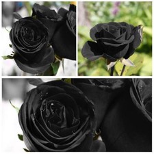 100 stücke seltene schwarze - 100,