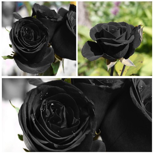 100 stücke seltene schwarze - stücke,