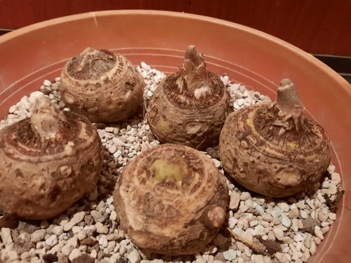 Sauromatum venosum voodo - sauromatum,