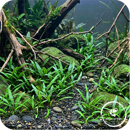 Cryptocoryne parva