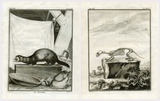 2 antike Drucke - Le Putois -