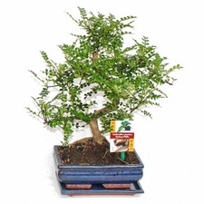 Exotenherz - Bonsai Szechuan-Pfeffer - Zanthoxylum piperitum - ca. 8 Jahre