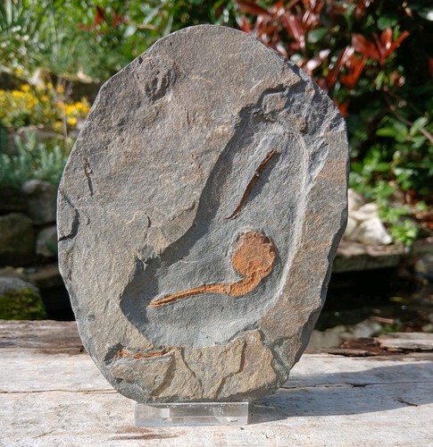 Original fossil karpoid - original,