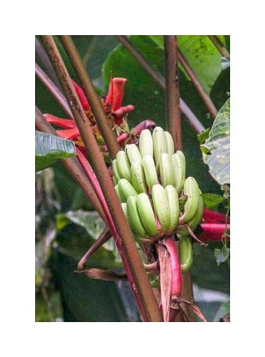 10x musa rubinea - 10x,