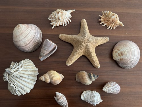Muschel schneckensammlung - muschel,