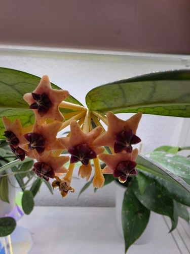 Heavenly hoya - hoya,