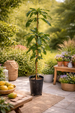 Mangobaum osteen 160 - osteen, 160-200