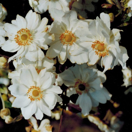 Anemone japonica hybr - anemone, japonica-hybr