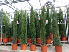 10x Mittelmeerzypresse 200 cm