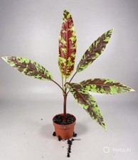 Musa acuminata ‘Sumatrana